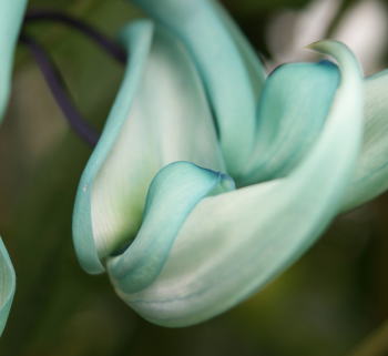 跡見群芳譜(外来植物譜 ヒスイカズラ)